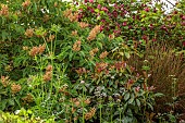 HIGHFIELD FARM, MONMOUTHSHIRE: MAY, FLOWERS, AESCULUS PAVIA KOEHNEI, DWARF CHESTNUT TREE, ILLICUM GRIFFITHII, TREE, HIMALAYAN STAR ANISE, CALYCANTHUS X RAULSTONII HARTLAGE WINE