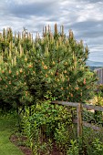 HIGHFIELD FARM, MONMOUTHSHIRE: MAY, SPRING, PINUS PINEA BESIDE A GATE, STONE PINE, EVERGREEN, CONIFERS, PINES, FOLIAGE