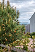HIGHFIELD FARM, MONMOUTHSHIRE: MAY, SPRING, PINUS PINEA BESIDE A GATE, STONE PINE, EVERGREEN, CONIFERS, PINES, FOLIAGE