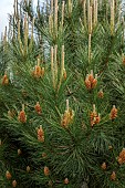 HIGHFIELD FARM, MONMOUTHSHIRE: MAY, SPRING, PINUS PINEA BESIDE A GATE, STONE PINE, EVERGREEN, CONIFERS, PINES, FOLIAGE, LEAVES, CONES