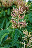 HIGHFIELD FARM, MONMOUTHSHIRE: MAY, FLOWERS, PINK, LIME BLOOMS OF AESCULUS PAVIA KOEHNEI, DWARF CHESTNUT TREE
