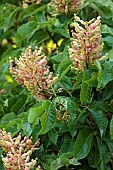 HIGHFIELD FARM, MONMOUTHSHIRE: MAY, FLOWERS, PINK, LIME BLOOMS OF AESCULUS PAVIA KOEHNEI, DWARF CHESTNUT TREE