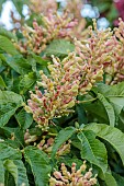 HIGHFIELD FARM, MONMOUTHSHIRE: MAY, FLOWERS, PINK, LIME BLOOMS OF AESCULUS PAVIA KOEHNEI, DWARF CHESTNUT TREE