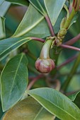 HIGHFIELD FARM, MONMOUTHSHIRE: MAY, ILLICUM GRIFFITHII, TREE, HIMALAYAN STAR ANISE