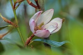 HIGHFIELD FARM, MONMOUTHSHIRE: CREAM, PINK FLOWERS, BLOOMS OF MICHELIA FAIRY BLUSH, EVERGREEN, SHRUBS