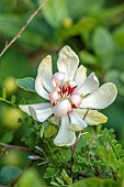 HIGHFIELD FARM, MONMOUTHSHIRE: MAY, RED, WHITE FLOWERS, BLOOMS OF CALYCANTHUS VENUS, DECIDUOUS, SHRUBS
