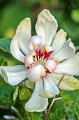HIGHFIELD FARM, MONMOUTHSHIRE: MAY, RED, WHITE FLOWERS, BLOOMS OF CALYCANTHUS VENUS, DECIDUOUS, SHRUBS