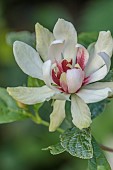 HIGHFIELD FARM, MONMOUTHSHIRE: MAY, RED, WHITE FLOWERS, BLOOMS OF CALYCANTHUS VENUS, DECIDUOUS, SHRUBS