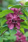HIGHFIELD FARM, MONMOUTHSHIRE: MAY, RED FLOWERS, BLOOMS OF CALYCANTHUS X RAULSTONII HARTLAGE WINE, SHRUBS, CAROLINA ALLSPICE