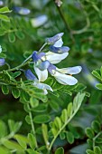 HIGHFIELD FARM, MONMOUTHSHIRE: MAY, CREAM, PALE BLUE, GREY FLOWERS, BLOOMS OF SOPHORA DAVIDII, SHRUBS