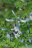HIGHFIELD FARM, MONMOUTHSHIRE: MAY, CREAM, PALE BLUE, GREY FLOWERS, BLOOMS OF SOPHORA DAVIDII, SHRUBS