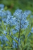 HIGHFIELD FARM, MONMOUTHSHIRE: MAY, PALE BLUE FLOWER OF AMSONIA TABERNAEMONTANA VAR SALICIFOLIA, BLUESTAR, DECIDUOUS, FLOWERING. BLOOMING
