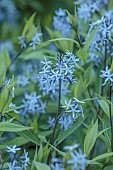 HIGHFIELD FARM, MONMOUTHSHIRE: MAY, PALE BLUE FLOWER OF AMSONIA TABERNAEMONTANA VAR SALICIFOLIA, BLUESTAR, DECIDUOUS, FLOWERING. BLOOMING