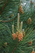 HIGHFIELD FARM, MONMOUTHSHIRE: MAY, SPRING, PINUS PINEA, STONE PINE, EVERGREEN, CONIFERS, PINES, FOLIAGE, LEAVES, CONES