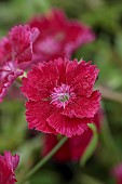 HIGHFIELD FARM, MONMOUTHSHIRE: MAY, RED FLOWERS, BLOOMS OF DIANTHUS FESTIVAL DEEP RED, CARNATION, PERENNIALS
