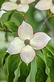HIGHFIELD FARM, MONMOUTHSHIRE: BRACTS OF DOGWOOD, CORNUS KOUSA TEUTONIA, SHRUBS, CHINESE DOGWOODS, PERENNIALS