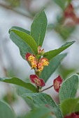 HIGHFIELD FARM, MONMOUTHSHIRE: MAY, YELLOW, RED FLOWERS, BLOOMS OF LONICERA INVOLUCRATA, TWINBERRY, SHRUBS