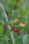 HIGHFIELD FARM, MONMOUTHSHIRE: MAY, YELLOW, RED FLOWERS, BLOOMS OF LONICERA INVOLUCRATA, TWINBERRY, SHRUBS