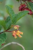 HIGHFIELD FARM, MONMOUTHSHIRE: MAY, YELLOW, RED FLOWERS, BLOOMS OF LONICERA INVOLUCRATA, TWINBERRY, SHRUBS