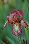 HIGHFIELD FARM, MONMOUTHSHIRE: MAY, YELLOW, BROWN, RUST, GINGER FLOWERS, BLOOMS OF IRIS KENT PRIDE, PERENNIALS