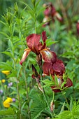 HIGHFIELD FARM, MONMOUTHSHIRE: MAY, YELLOW, BROWN, RUST, GINGER FLOWERS, BLOOMS OF IRIS KENT PRIDE, PERENNIALS