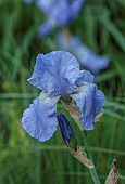 HIGHFIELD FARM, MONMOUTHSHIRE: MAY, BLUE, FLOWERS, BLOOMS OF IRIS JANE PHILIPPS, PERENNIALS