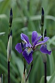 HIGHFIELD FARM, MONMOUTHSHIRE: MAY, PURPLE FLOWERS, BLOOMS OF IRIS X ROBUSTA DARK AURA, PERENNIALS