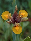 HIGHFIELD FARM, MONMOUTHSHIRE: MAY, YELLOW, BROWN FLOWERS, BLOOMS OF IRIS X HOLLANDICA AUTUMN PRINCESS