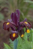 HIGHFIELD FARM, MONMOUTHSHIRE: MAY, YELLOW, PURPLE FLOWERS, BLOOMS OF IRIS X HOLLANDICA RED EMBER