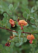 HIGHFIELD FARM, MONMOUTHSHIRE: MAY, ORANGE, COPPER FLOWERS, BLOOMS OF COLUTEA X MEDIA COPPER BEAUTY, SHRUBS