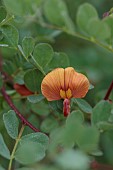 HIGHFIELD FARM, MONMOUTHSHIRE: MAY, ORANGE, COPPER FLOWERS, BLOOMS OF COLUTEA X MEDIA COPPER BEAUTY, SHRUBS