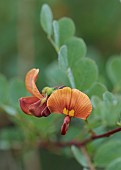 HIGHFIELD FARM, MONMOUTHSHIRE: MAY, ORANGE, COPPER FLOWERS, BLOOMS OF COLUTEA X MEDIA COPPER BEAUTY, SHRUBS