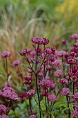 HIGHFIELD FARM, MONMOUTHSHIRE: MAY, RED, PINK FLOWERS, BLOOMS OF ASTRANTIA MAJOR SPARKLING STARS RED, PERENNIALS