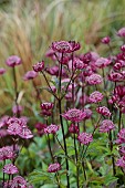 HIGHFIELD FARM, MONMOUTHSHIRE: MAY, RED, PINK FLOWERS, BLOOMS OF ASTRANTIA MAJOR SPARKLING STARS RED, PERENNIALS