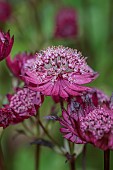HIGHFIELD FARM, MONMOUTHSHIRE: MAY, RED, PINK FLOWERS, BLOOMS OF ASTRANTIA MAJOR SPARKLING STARS RED, PERENNIALS