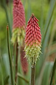 HIGHFIELD FARM, MONMOUTHSHIRE: MAY, ORANGE, YELLOW, PINK, FLOWERS, BLOOMS OF KNIPHOFIA NORTHIAE, PERENNIALS