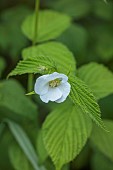 HIGHFIELD FARM, MONMOUTHSHIRE: MAY, WHITE FLOWERS, BLOOMS OF RHODOTYPOS SCANDENS, SHRUBS, GREEN FOLIAGE, LEAVES