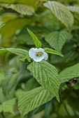 HIGHFIELD FARM, MONMOUTHSHIRE: MAY, WHITE FLOWERS, BLOOMS OF RHODOTYPOS SCANDENS, SHRUBS, GREEN FOLIAGE, LEAVES