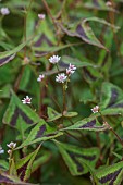 HIGHFIELD FARM, MONMOUTHSHIRE: MAY, PALE PINK FLOWERS, BLOOMS OF PERSICARIA RUNCINATA PURPLE FANTASY, PERENNIALS, LEAVES, FOLIAGE