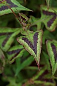 HIGHFIELD FARM, MONMOUTHSHIRE: MAY, VARIEGATED LEAVES OF RUNCINATA PURPLE FANTASY, PERENNIALS, FOLIAGE