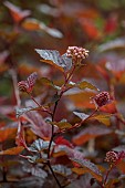 HIGHFIELD FARM, MONMOUTHSHIRE: MAY, SHADE, SHADY, WOODLAND, RED FOLIAGE, LEAVES OF PHYSOCARPUS OPULIFOLIUS LADY IN RED, NINEBARK, DECIDUOUS, SHRUBS