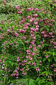 HIGHFIELD FARM, MONMOUTHSHIRE: MAY, PINK, CREAM, WHITE FLOWERS, BLOOMS OF DEUTZIA X HYBRIDA STRAWBERRY FIELDS, SHRUBS
