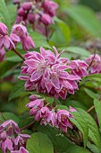HIGHFIELD FARM, MONMOUTHSHIRE: MAY, PINK, CREAM, WHITE FLOWERS, BLOOMS OF DEUTZIA X HYBRIDA STRAWBERRY FIELDS, SHRUBS