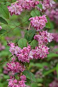 HIGHFIELD FARM, MONMOUTHSHIRE: MAY, PINK, CREAM, WHITE FLOWERS, BLOOMS OF DEUTZIA X HYBRIDA STRAWBERRY FIELDS, SHRUBS