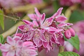 HIGHFIELD FARM, MONMOUTHSHIRE: MAY, PINK, CREAM, WHITE FLOWERS, BLOOMS OF DEUTZIA X HYBRIDA STRAWBERRY FIELDS, SHRUBS
