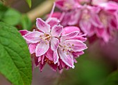 HIGHFIELD FARM, MONMOUTHSHIRE: MAY, PINK, CREAM, WHITE FLOWERS, BLOOMS OF DEUTZIA X HYBRIDA STRAWBERRY FIELDS, SHRUBS