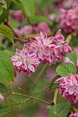 HIGHFIELD FARM, MONMOUTHSHIRE: MAY, PINK, CREAM, WHITE FLOWERS, BLOOMS OF DEUTZIA X HYBRIDA STRAWBERRY FIELDS, SHRUBS