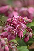 HIGHFIELD FARM, MONMOUTHSHIRE: MAY, PINK, CREAM, WHITE FLOWERS, BLOOMS OF DEUTZIA X HYBRIDA STRAWBERRY FIELDS, SHRUBS