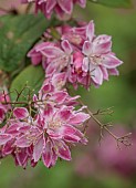 HIGHFIELD FARM, MONMOUTHSHIRE: MAY, PINK, CREAM, WHITE FLOWERS, BLOOMS OF DEUTZIA X HYBRIDA STRAWBERRY FIELDS, SHRUBS