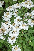 HIGHFIELD FARM, MONMOUTHSHIRE: MAY, SHADE, SHADY, WOODLAND, WHITE FLOWERS, BLOOMS OF VIBURNUM PLICATUM F TOMENTOSUM PINK BEAUTY, SHRUBS, JAPANESE SNOWBALL, DECIDUOUS, LACECAP